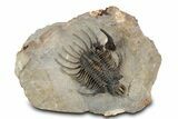 Alien-Looking Quadrops Trilobite - Top Quality Specimen #356938-2